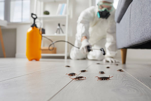 Commercial Rodent Management in Buena Park